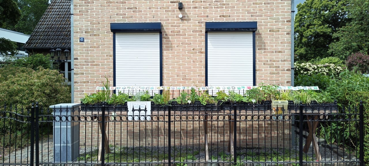 Opzoek naar betaalbare planten ? In ons plantenkraampje € 1,25 p/st.