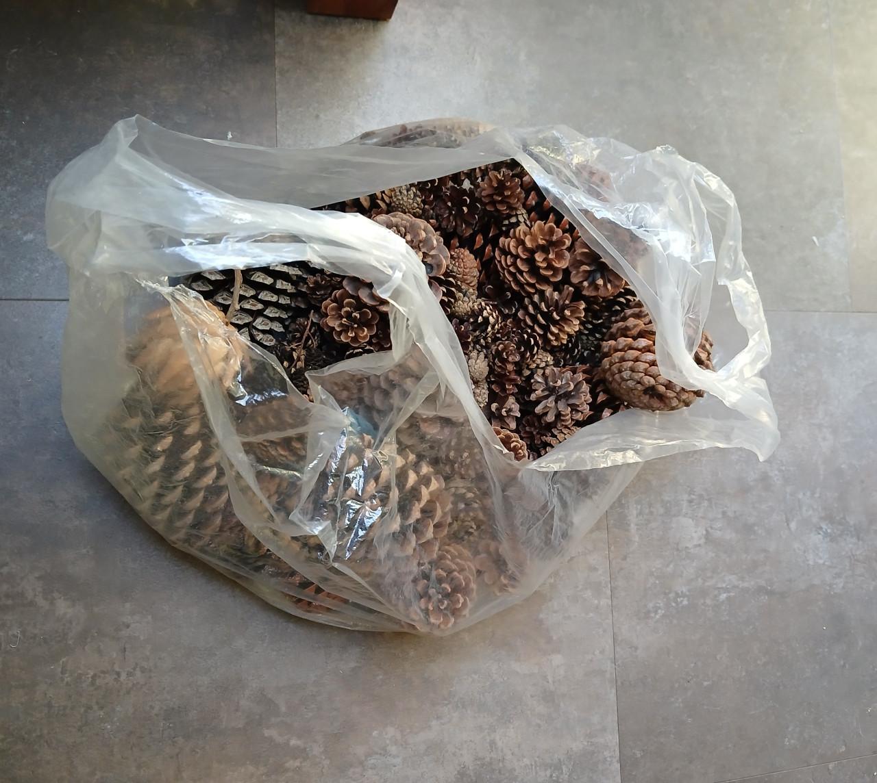 Hobbymateriaal:  denneappels en schelpen - gratis