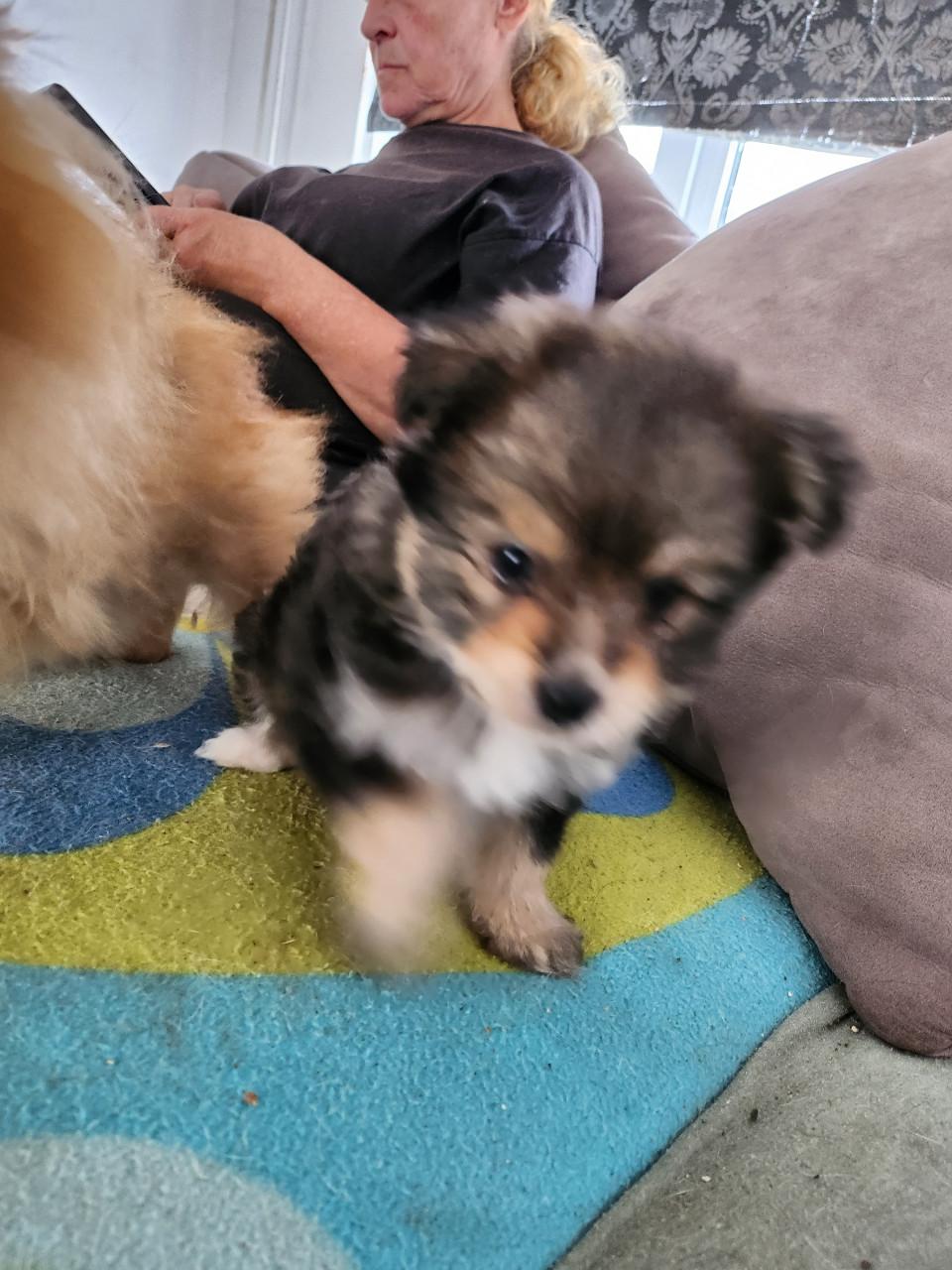 Puppies