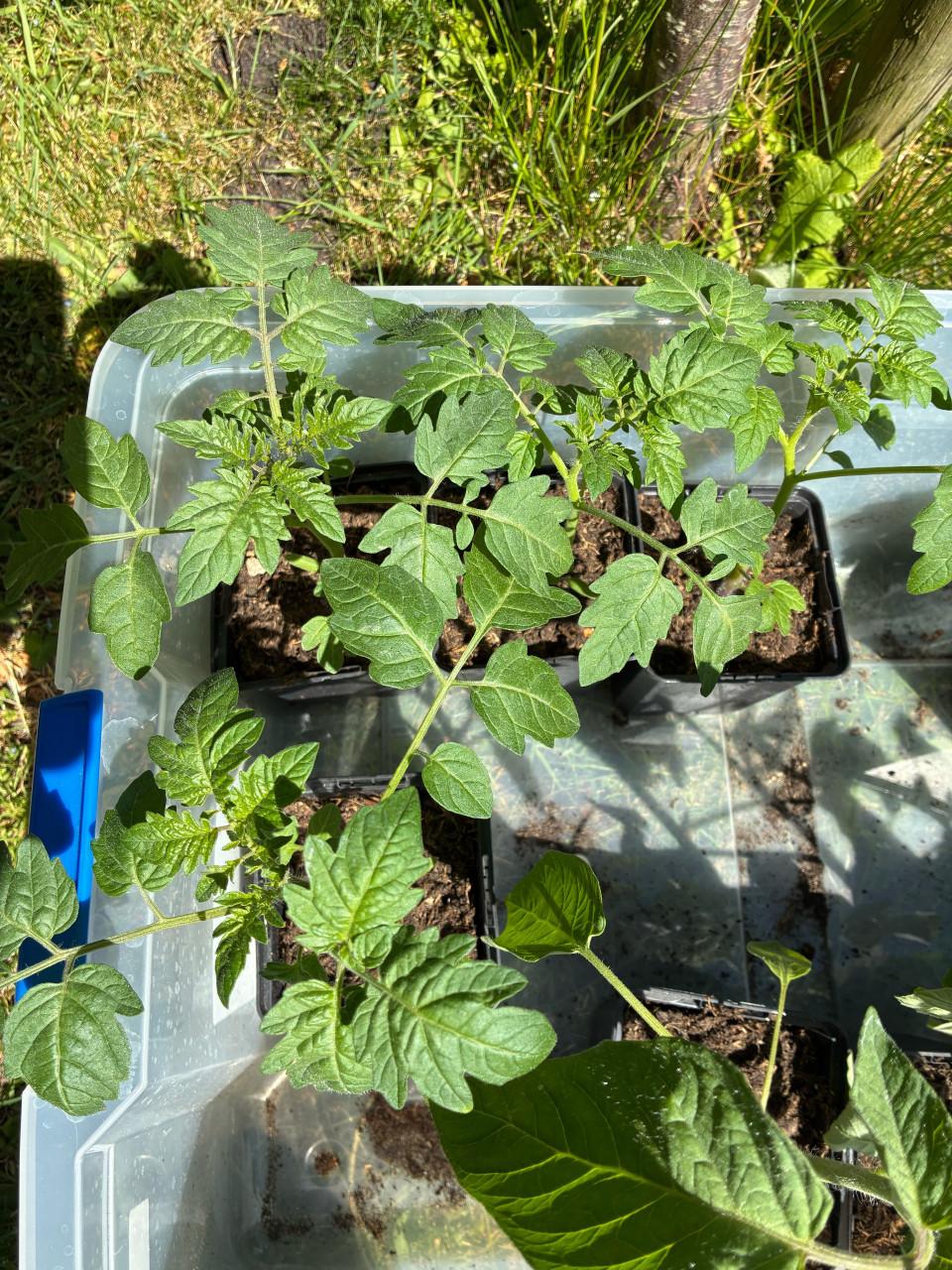 Biologische cherrytomatenplanten (sweetie)