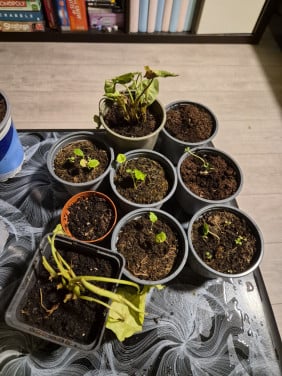 Gratis te redden plantjes