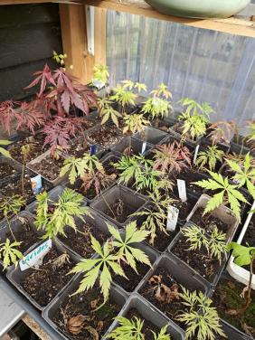 Verschillende soorten Japanse esdoorns Acer palmatum