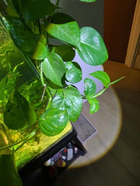 Epipremnum Aureum (Pothos)