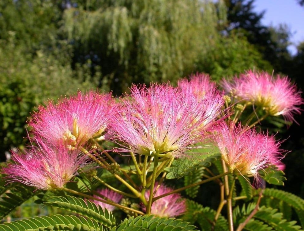 Perzische Slaapboom / Albizia Julibrissin Umbrella rosea