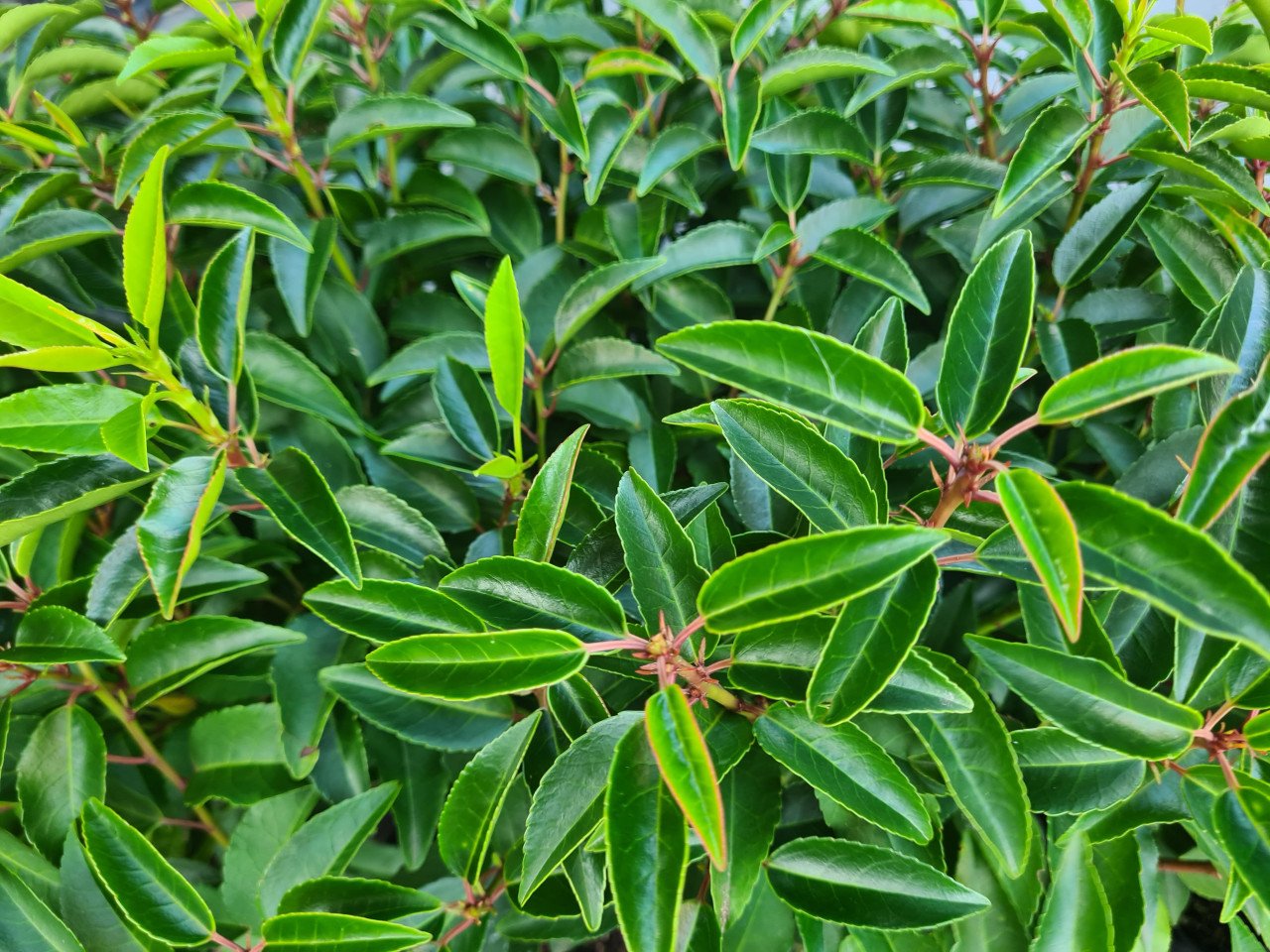Portugese laurier haagplantjes 30-40 cm