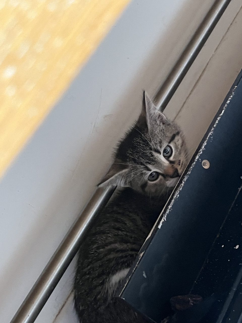 Kittens