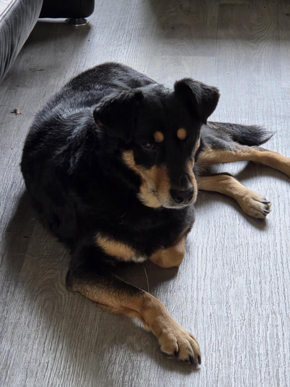 Lieve Zenek zoekt een thuis