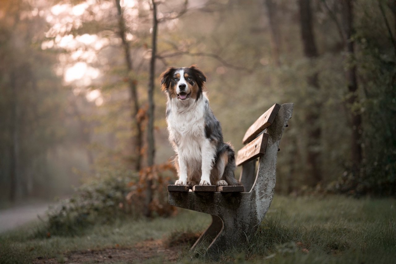 Nieuw huisje voor onze hond