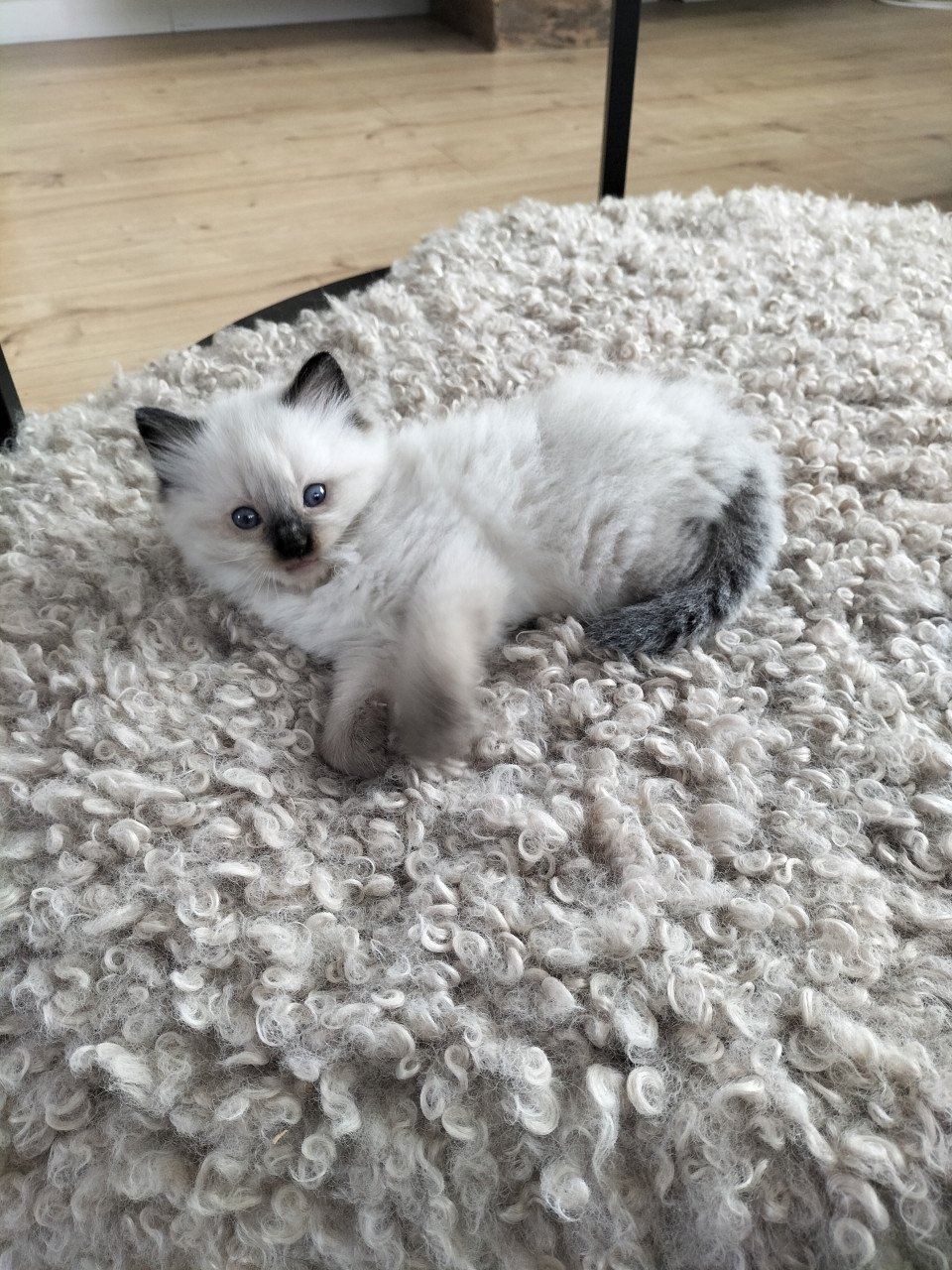 Super snoezige ragdoll kittens