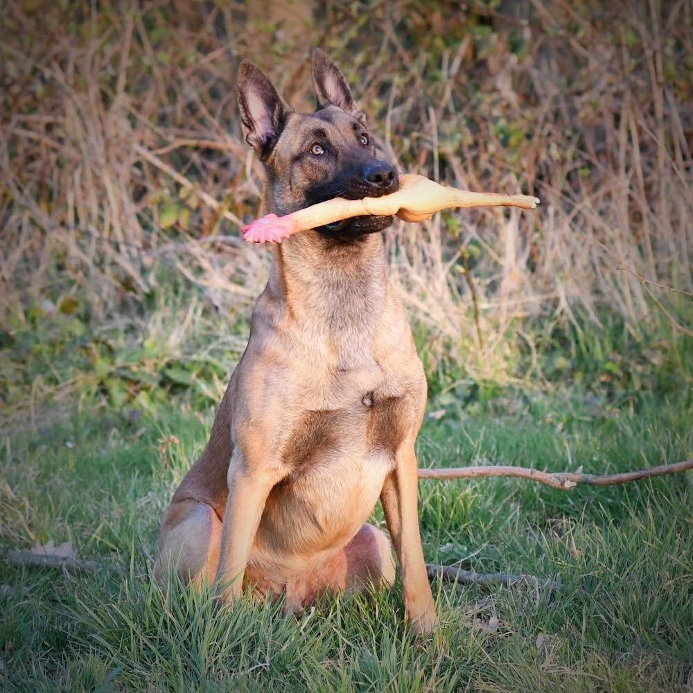 Aangeboden voor een superhuis: Prachtige Mechelse herder reu (4 jaar)