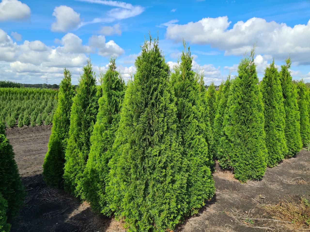 Thuja Smaragd coniferen in alle maten leverbaar