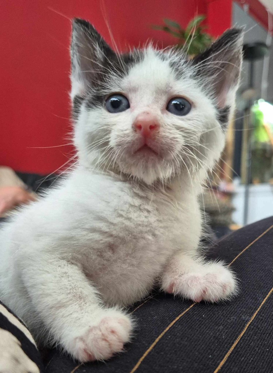 Super lieve sociale grotendeels met de fles opgevoede kittens te koop