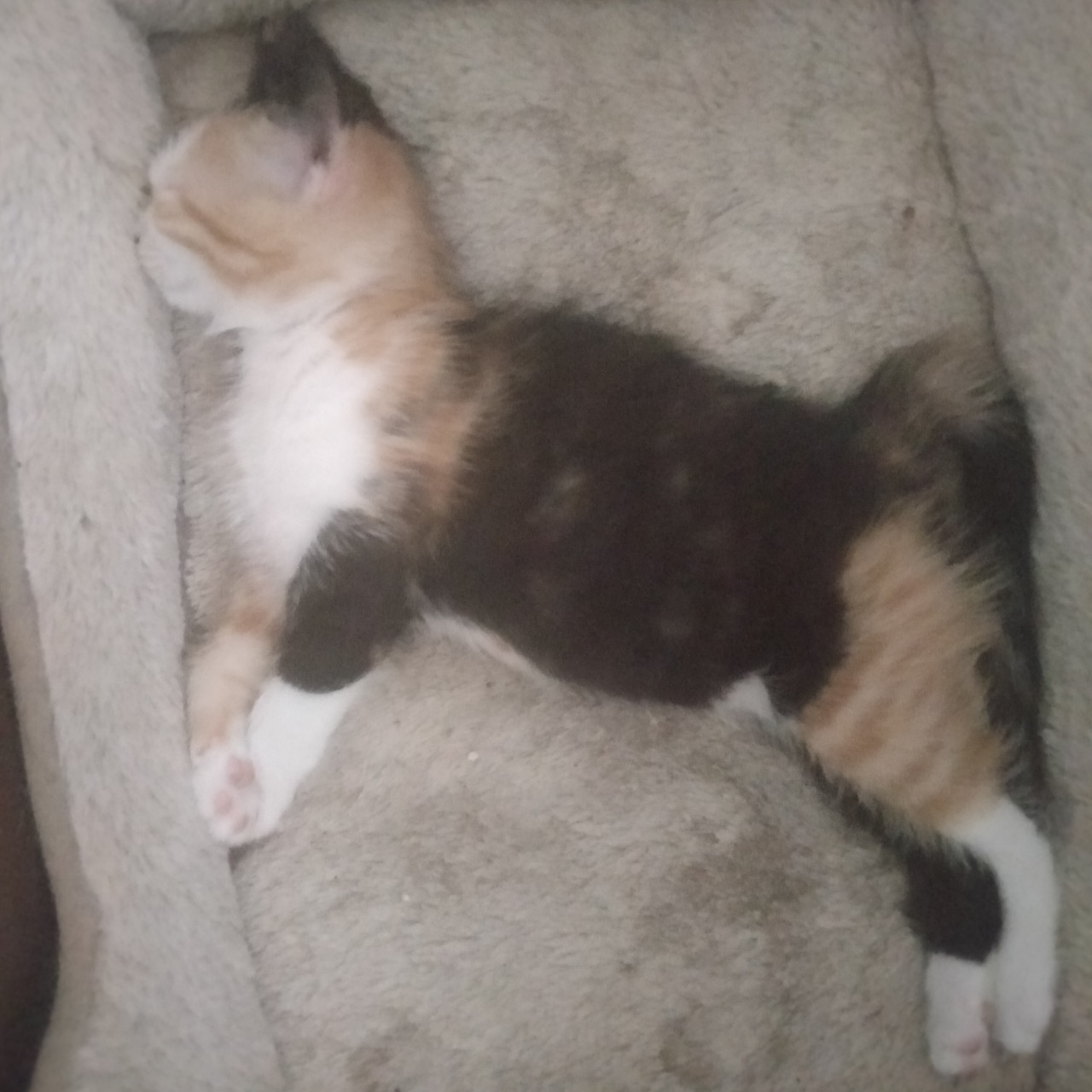 Kittens