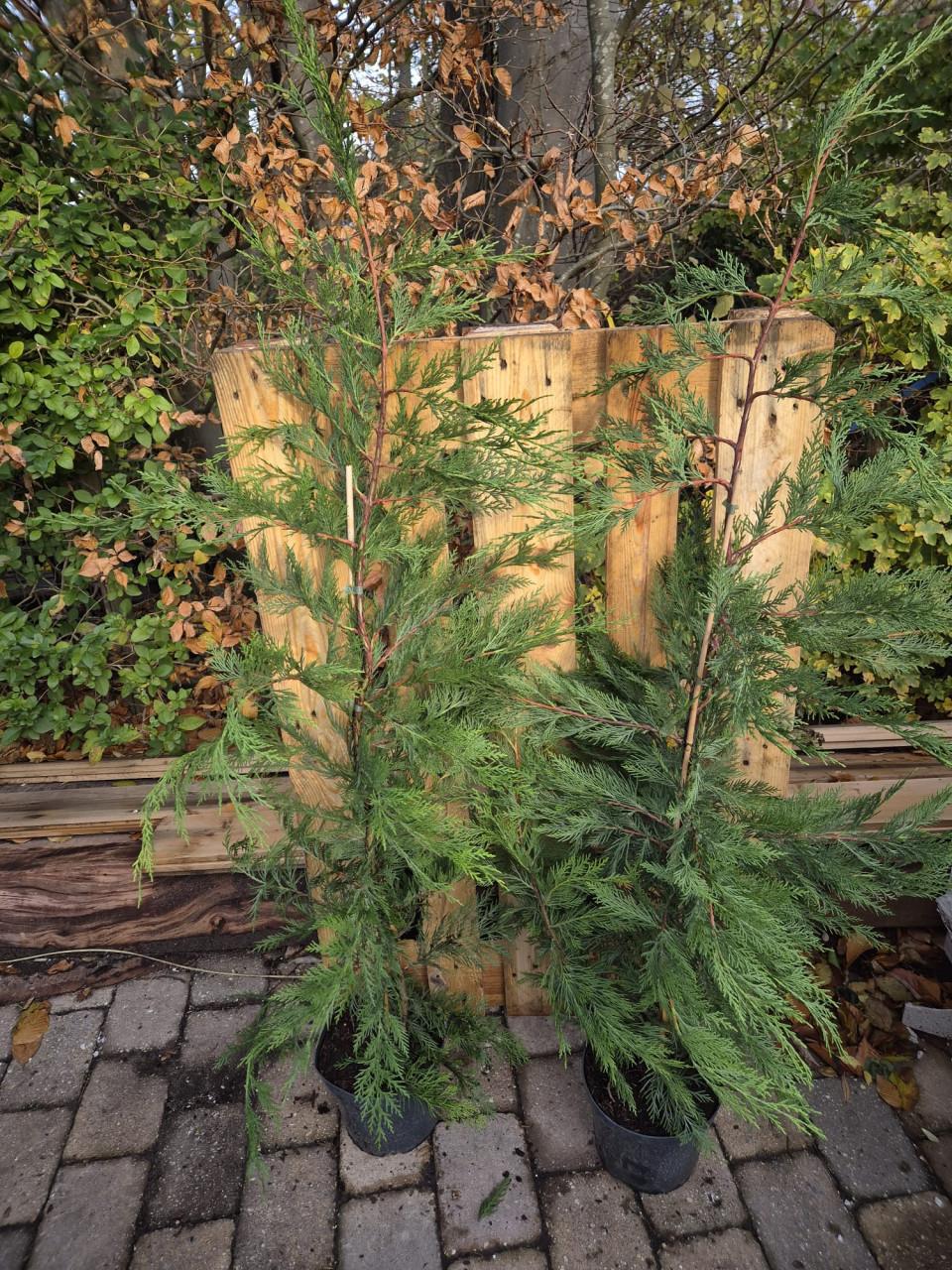 Leylandii haagconiferen 125-150 cm potgekweekt OP=OP