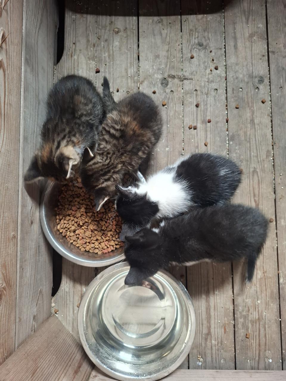 Gereserveerd. Kittens ( nog 1 zwart-witte beschikbaar)