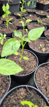 Aubergine-,peper-,puntpaprika-en cherrytomatenplanten