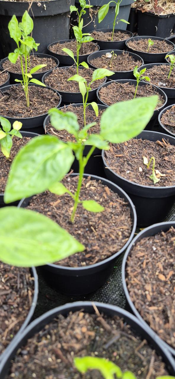 Aubergine-,peper-,puntpaprika-en cherrytomatenplanten