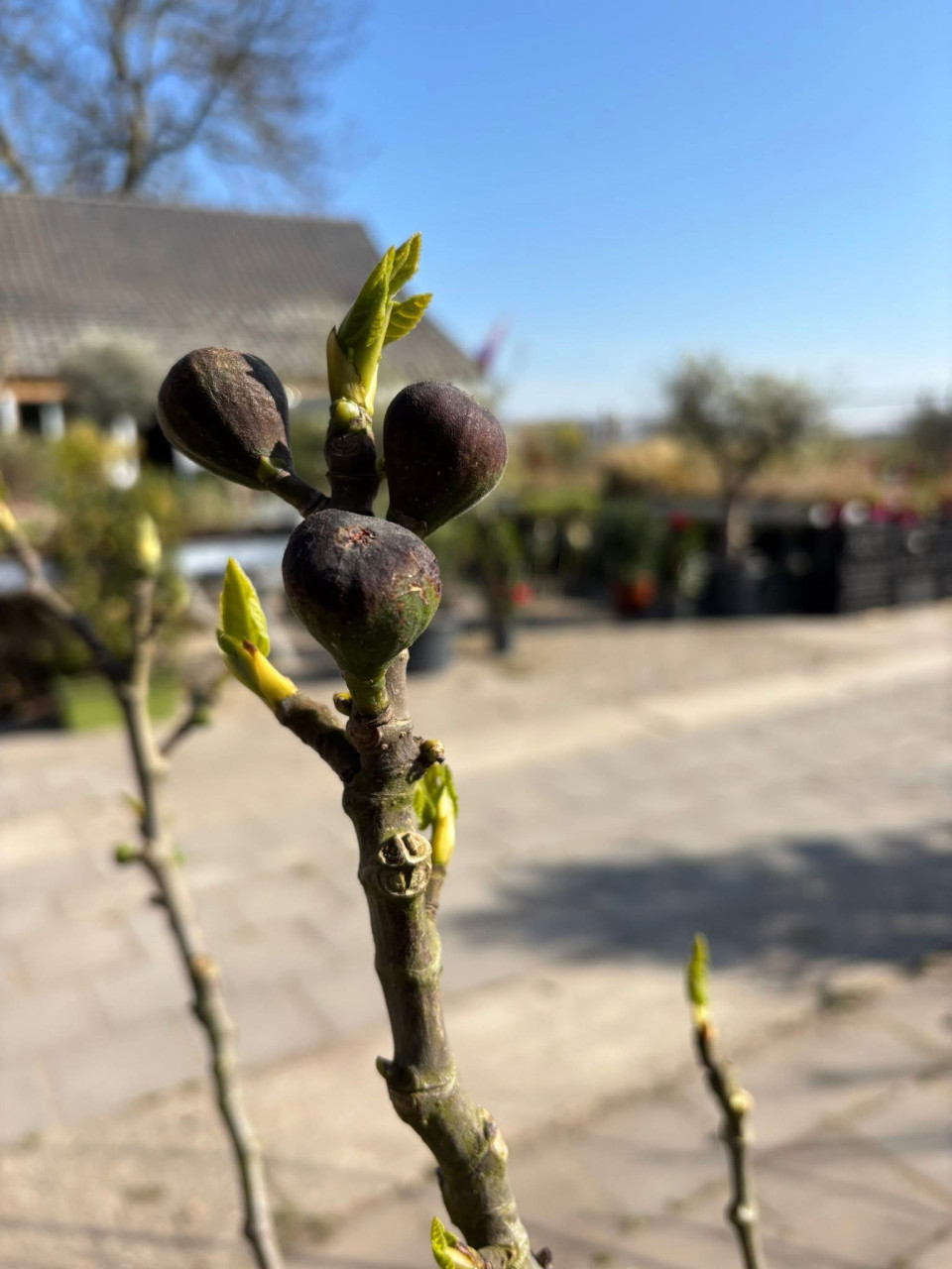 BUITENPLANTEN, SIERGRASSEN,BOMEN, BLOEIERS EN MEER ook voor binnen!