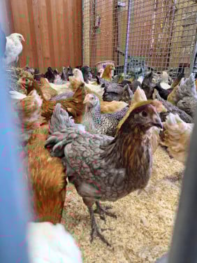 Jonge leghennen in verschillende kleuren