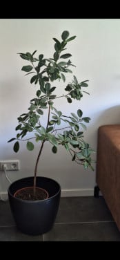 Plant