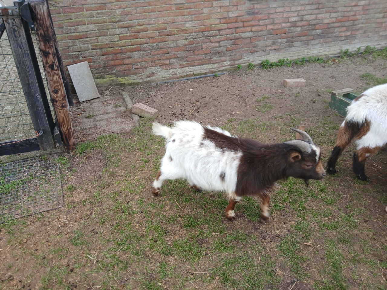 Dwergbok