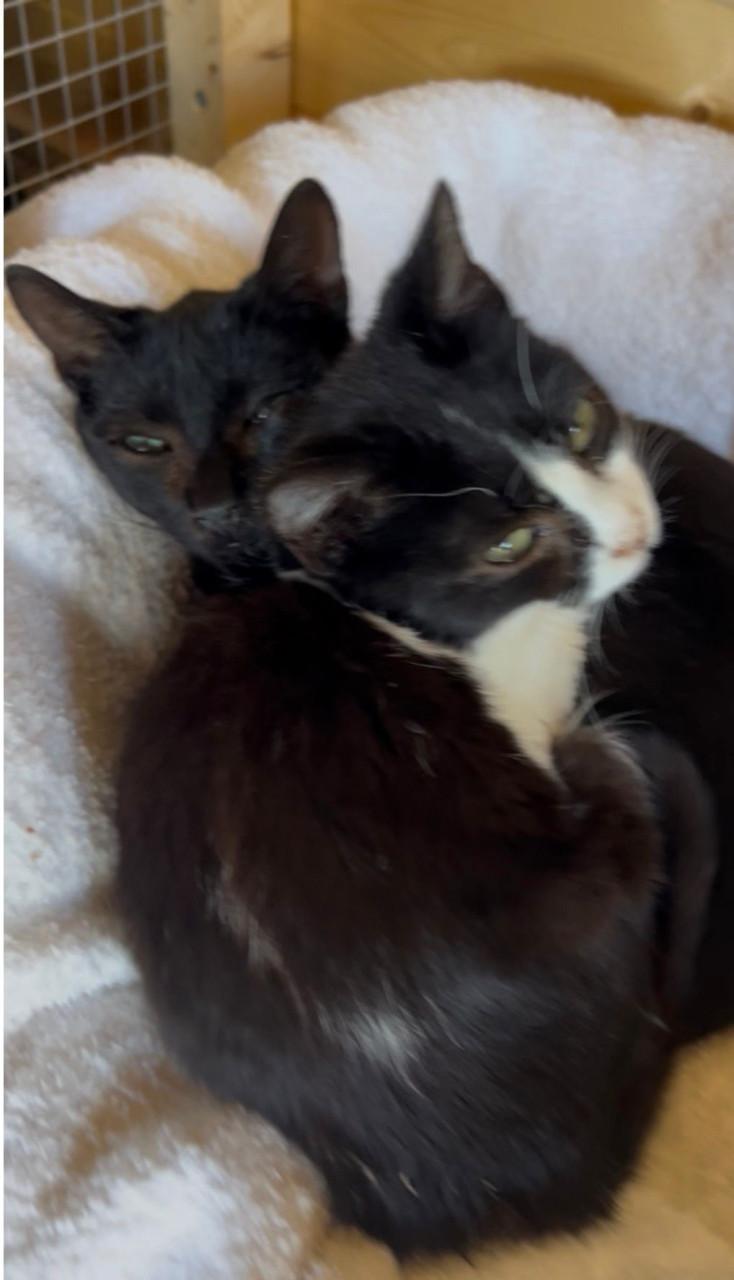 Deze 2 lieve kittens zoeken samen naar een lief baasje!