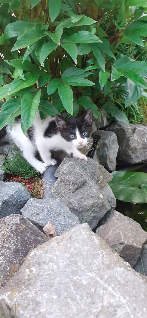 Super lief, speels en aanhankelijke kitten😻