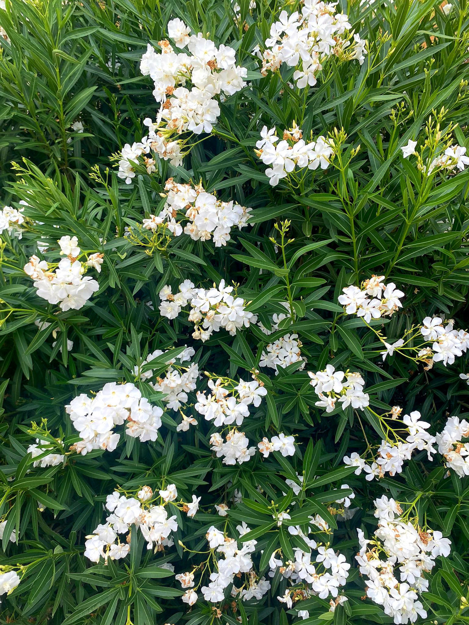 Oleanders