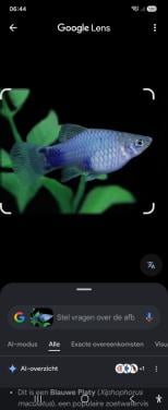 Platy mikymouse