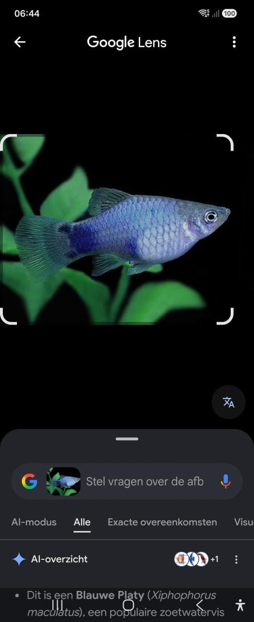 Platy mikymouse