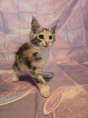 Maine coon poesje met stamboom