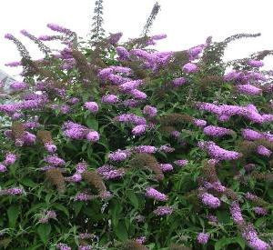 Te koop; vlinderstruik plant bloem tuin