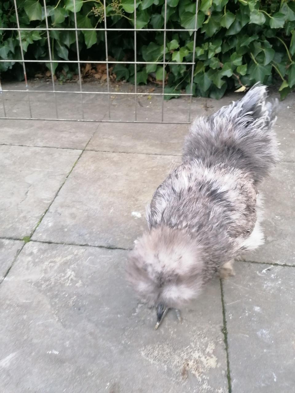 Zijdehoenders, kippen