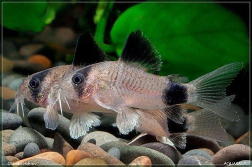 Gezocht: Corydora panda’s.