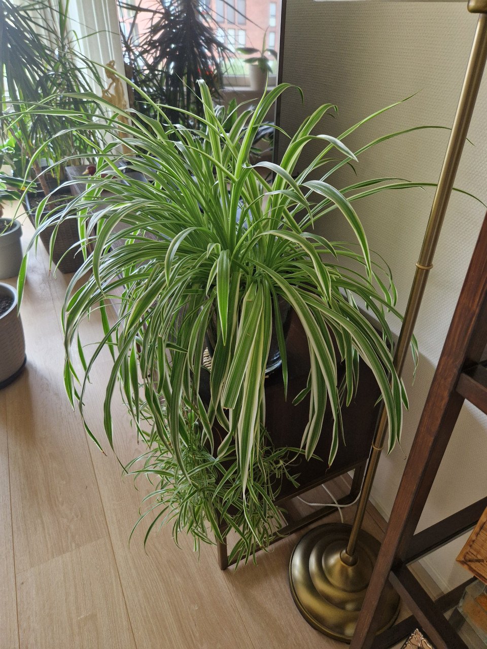 Kamerplant