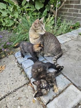 Jonge poesjes, kittens