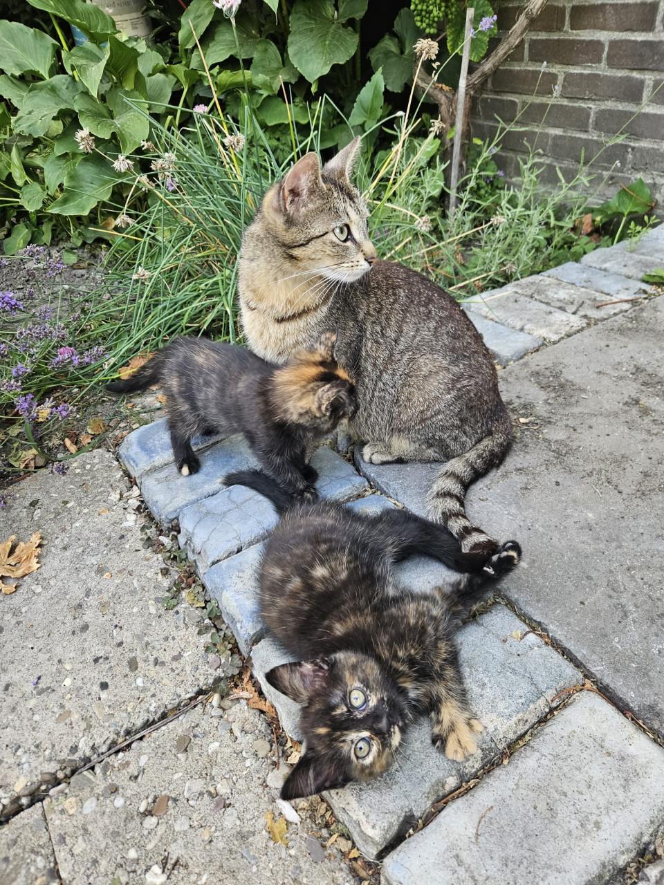 Jonge poesjes, kittens