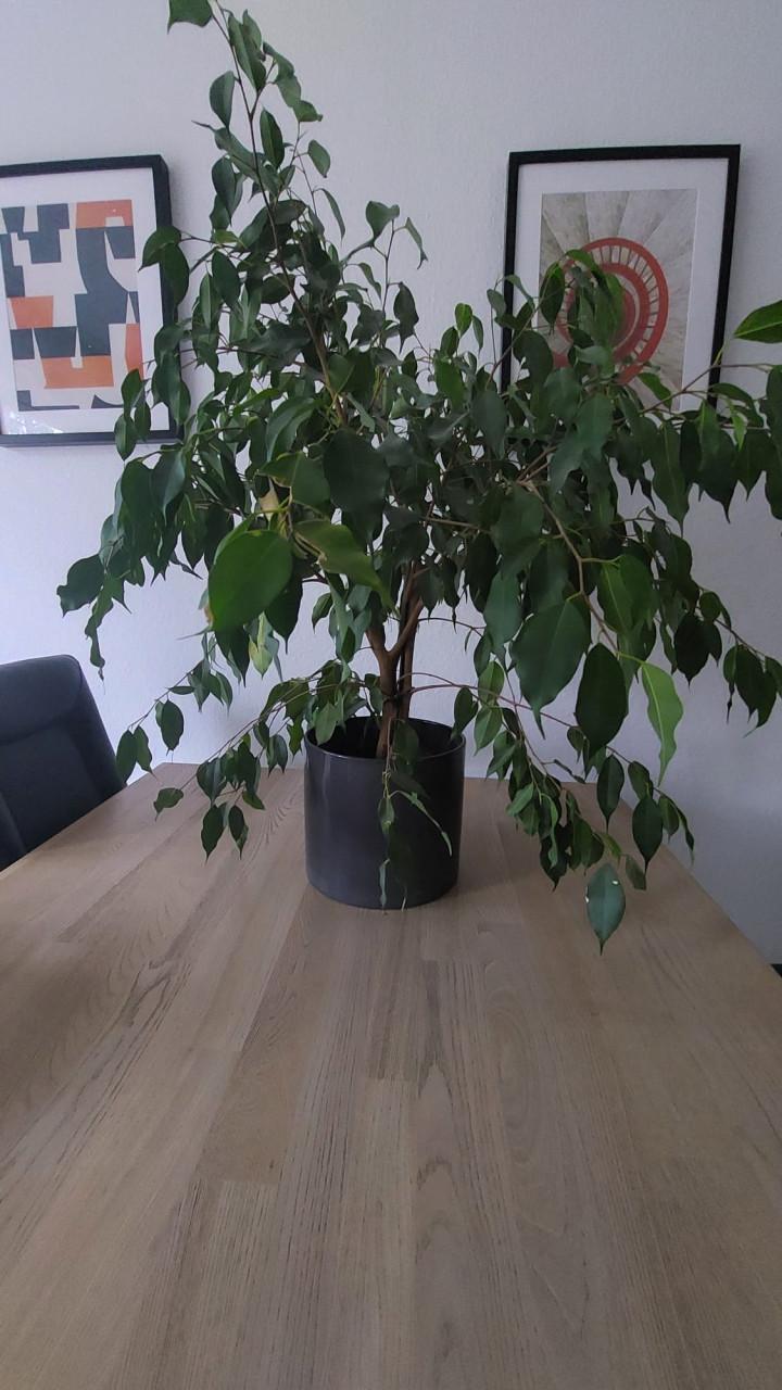 Plant Ficus Benjamina aka Treurvijg