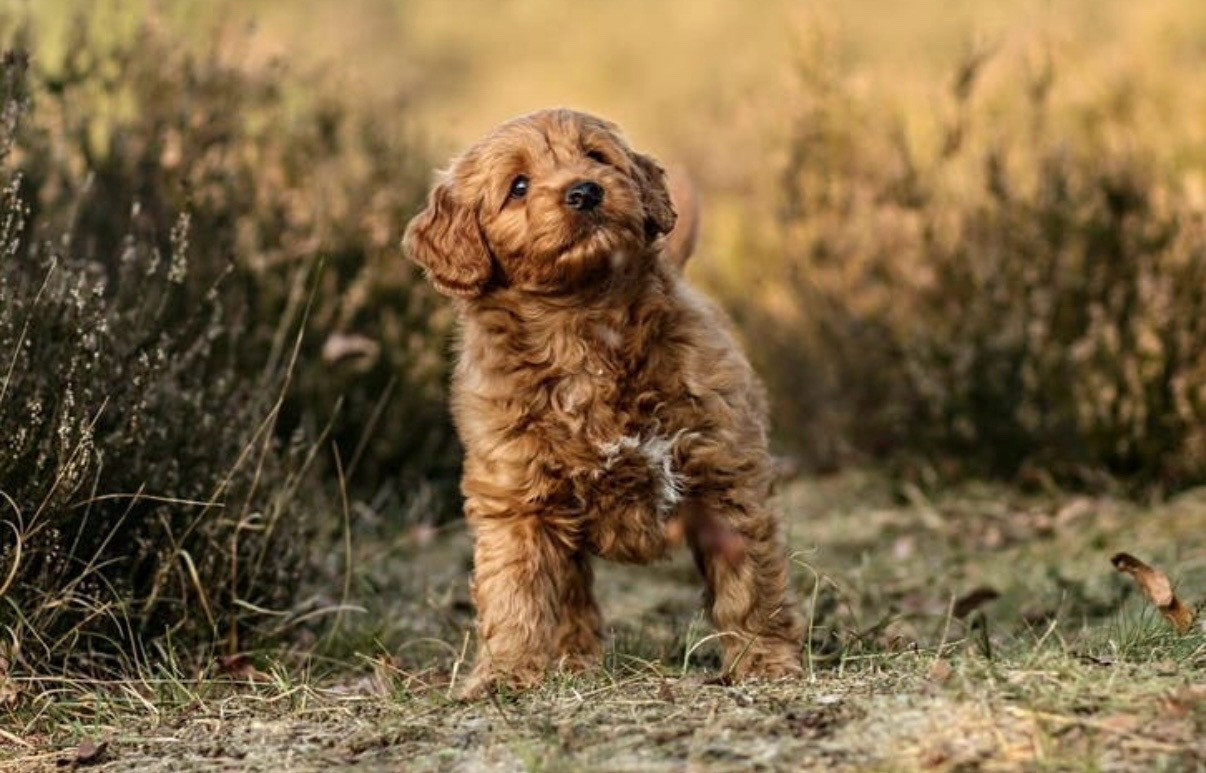 Rode labradoodle dekreu | Getest | Bewezen nakomelingen