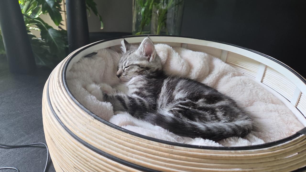 Kitten te koop
