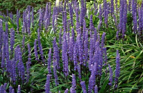 Leliegras Liriope muscari Moneymaker met staffelkorting