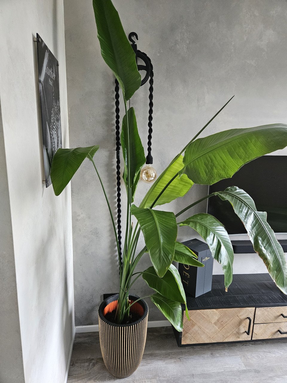 Strelitzia binnenplant groot 2 meter