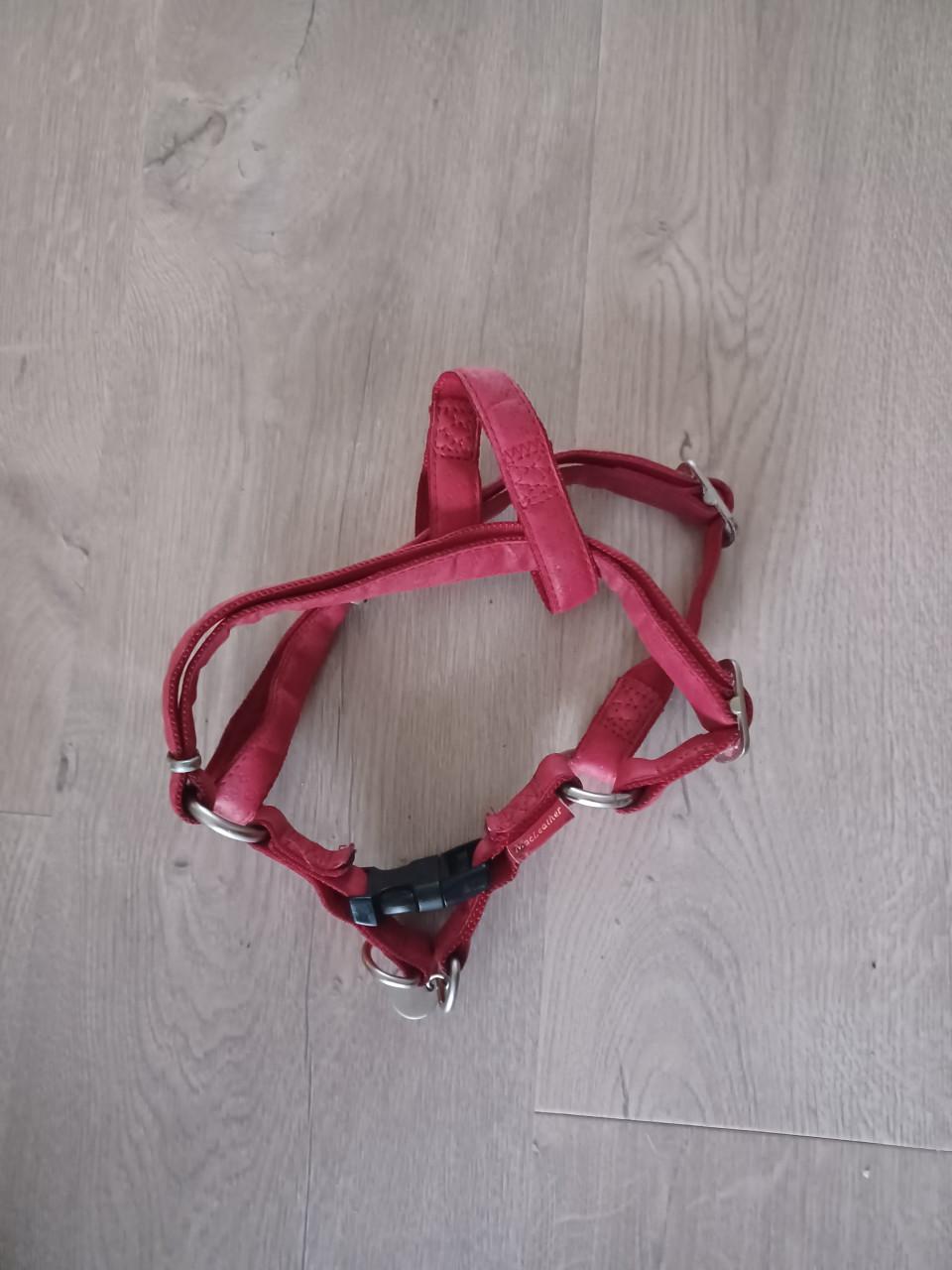 Hondenjasjes en riemen