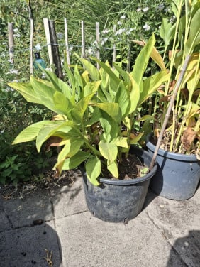 Canna's indisch prachtriet