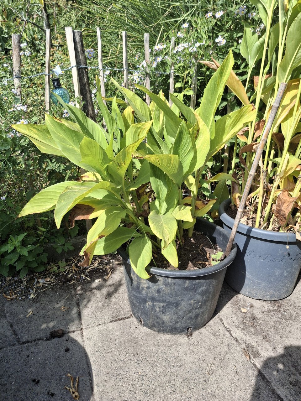 Canna's indisch prachtriet