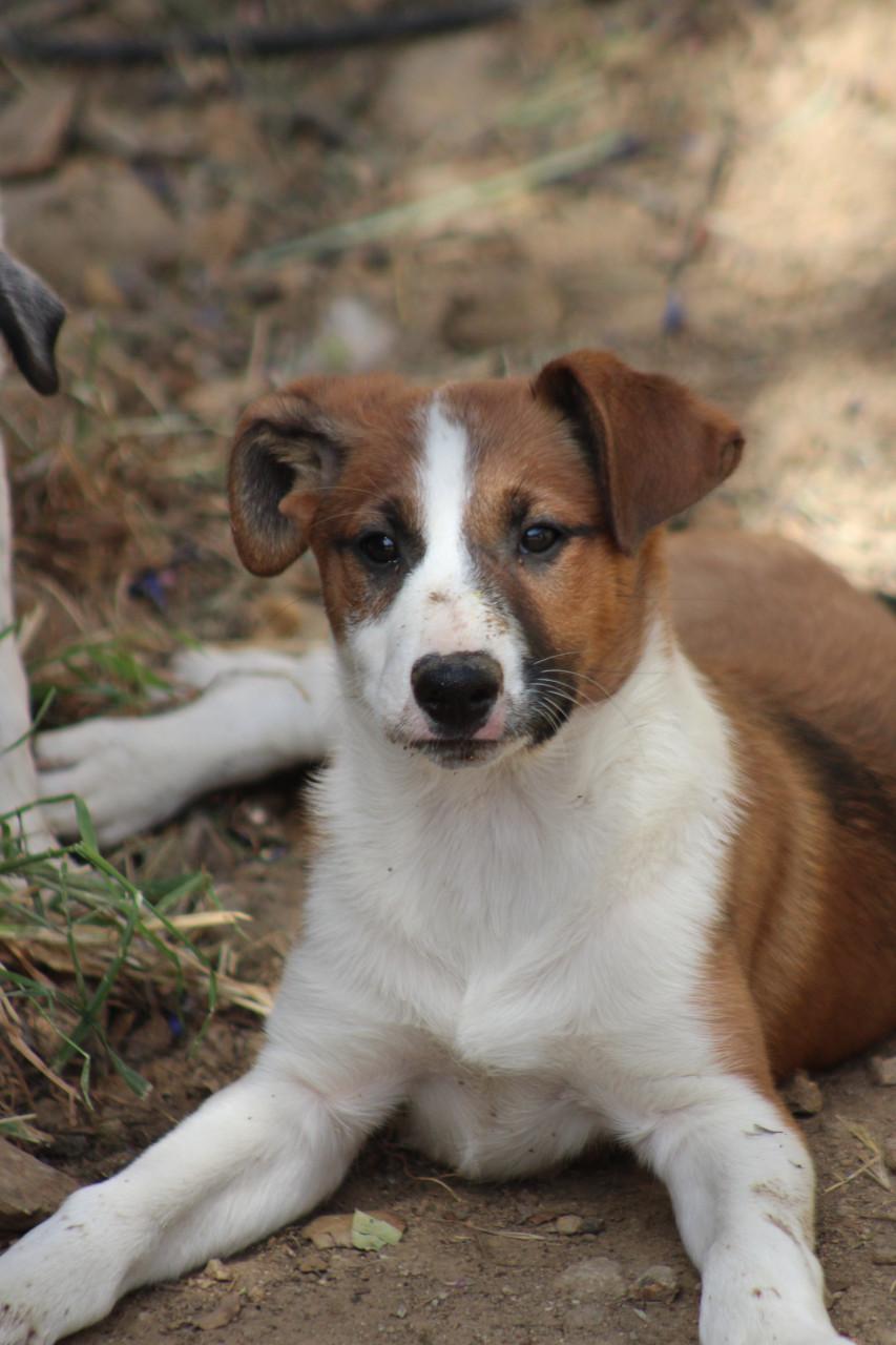 Alora Dog Rescue: Freddy laat je hart smelten