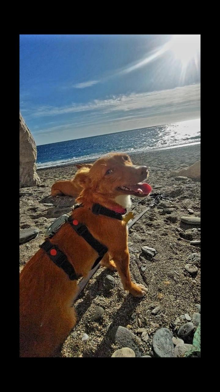 Lennie en Lennox zoeken een lief baasje!