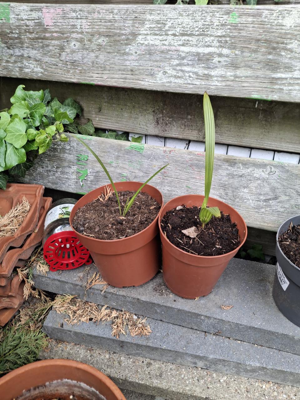 Chineese waaierpalm