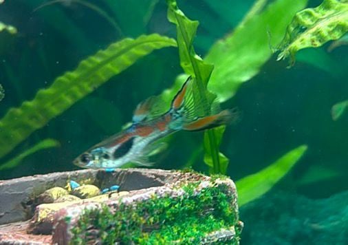 Zijlvin pleco en elder guppy gratis
