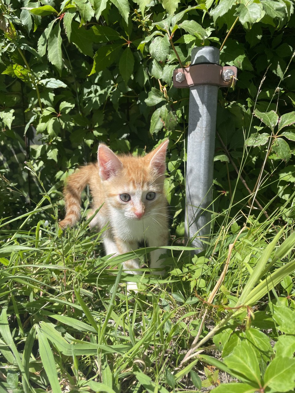 Kittens te koop